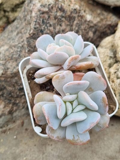 Echeveria Exotica - Зображення 2