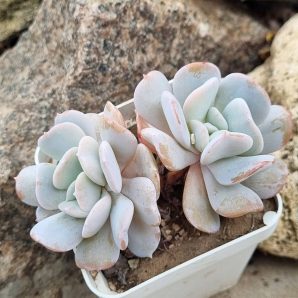 Echeveria Exotica