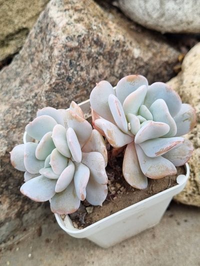 Echeveria Exotica