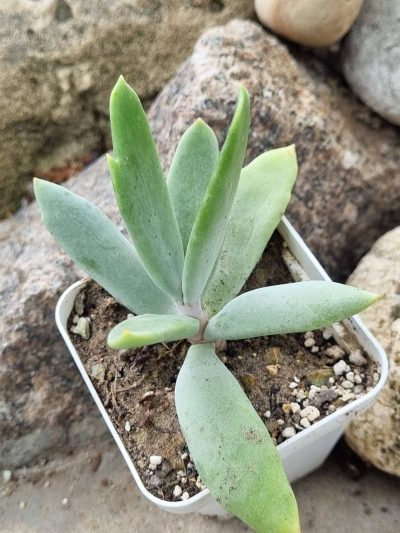 Cotyledon orbiculata Elk Horns - Зображення 3