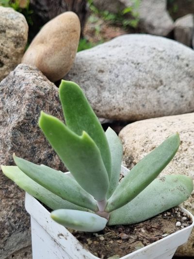 Cotyledon orbiculata Elk Horns - Зображення 2