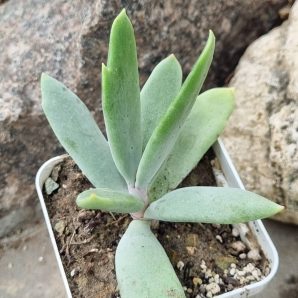 Cotyledon orbiculata Elk Horns