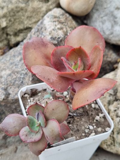 Echeveria Big Red - Зображення 2
