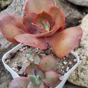 Echeveria Big Red