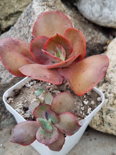 Echeveria Big Red