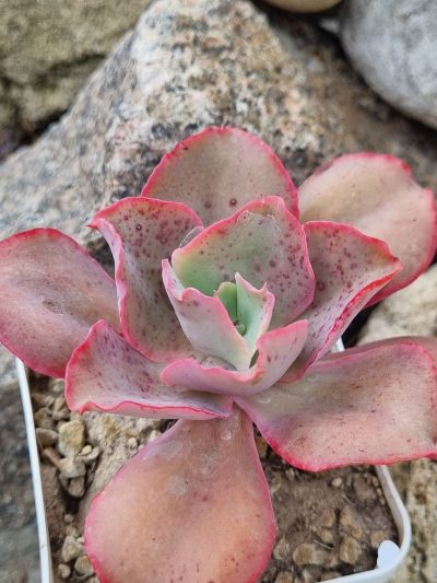 Echeveria Giant Blue - Зображення 2