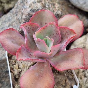 Echeveria Giant Blue