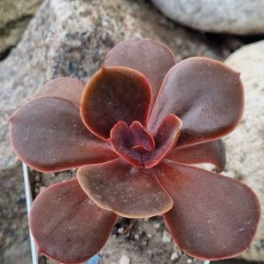 Echeveria Mahogany