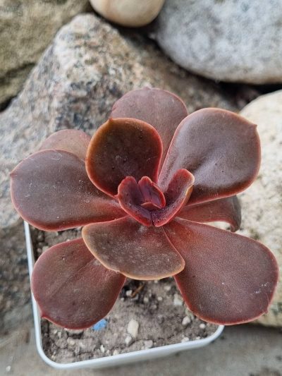 Echeveria Mahogany