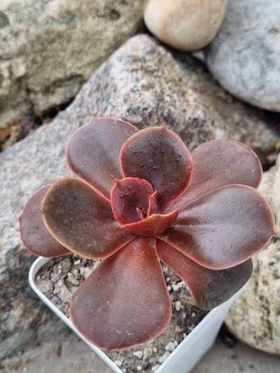 Echeveria Mahogany - Зображення 2