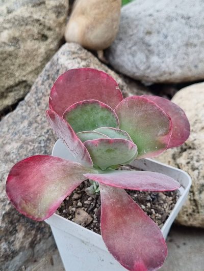 Kalanchoe Thyrsiflora var