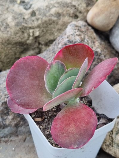 Kalanchoe Thyrsiflora var - Зображення 2