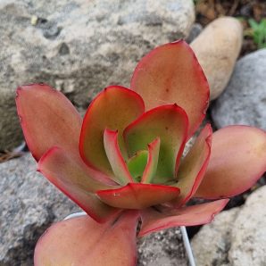 Echeveria Red Finkle