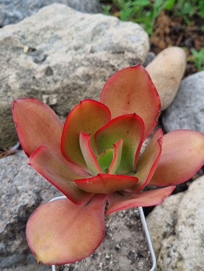 Echeveria Red Finkle