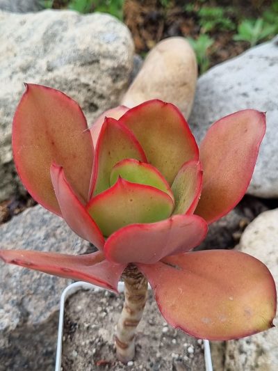Echeveria Red Finkle - Зображення 2