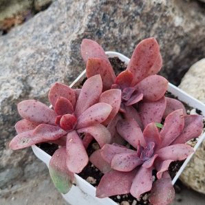 Echeveria Hanaikada