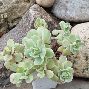 Echeveria Peach pride var