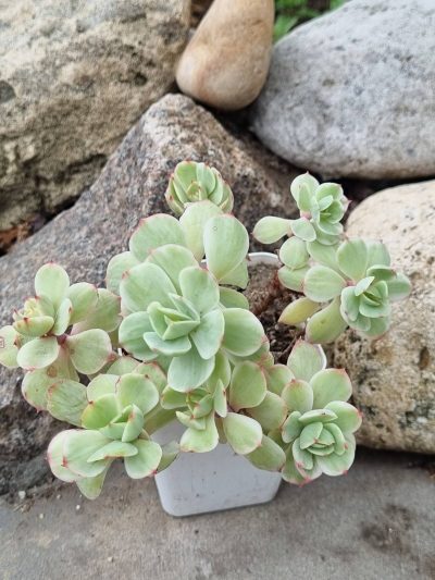 Echeveria Peach pride var