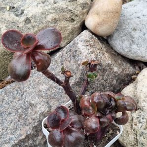 Echeveria Red Ball cristata
