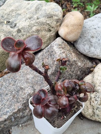 Echeveria Red Ball cristata