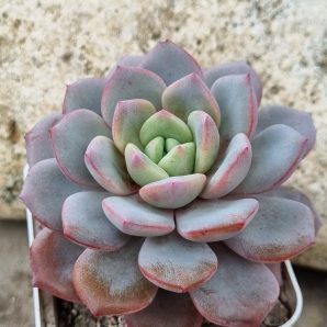 Echeveria Jelly Jem Red