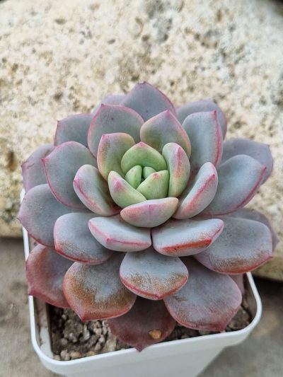 Echeveria Jelly Jem Red