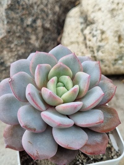 Echeveria Jelly Jem Red - Зображення 2