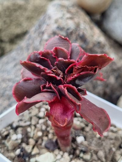 Echeveria Pappy's rose cristata - Зображення 2