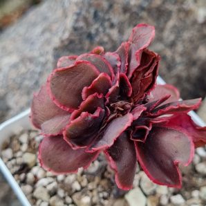 Echeveria Pappy's rose cristata