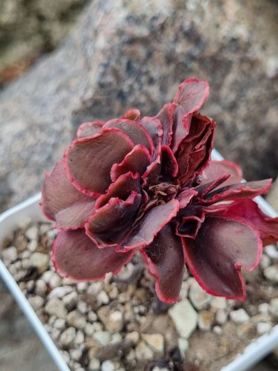 Echeveria Pappy's rose cristata