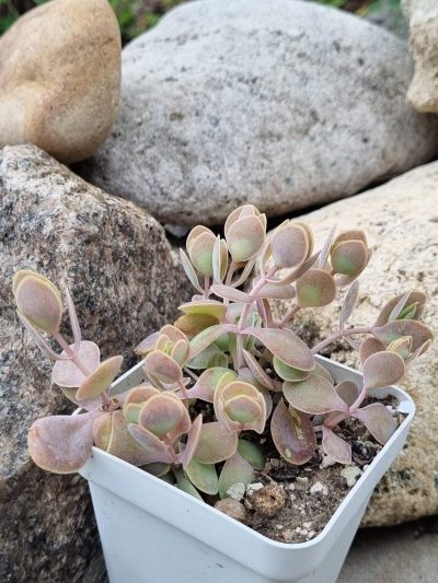 Kalanchoe Alticola - Зображення 2