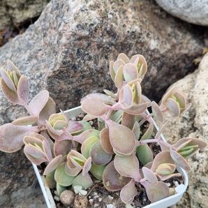Kalanchoe Alticola