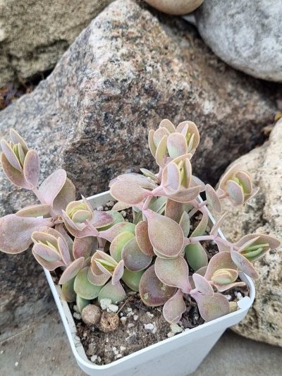 Kalanchoe Alticola
