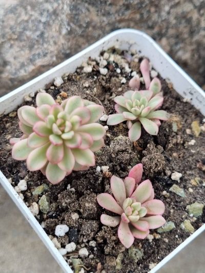 Sedum Joyce Tulloch variegata