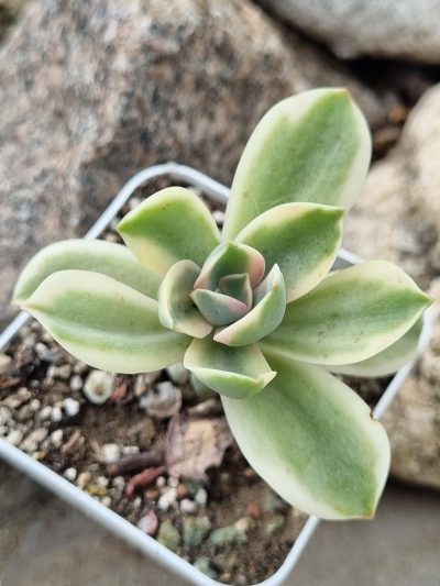 Graptoveria Fred Ives variegata - Зображення 2