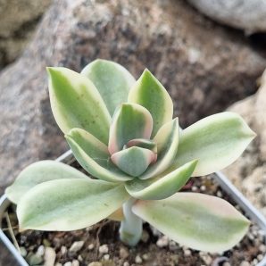 Graptoveria Fred Ives variegata