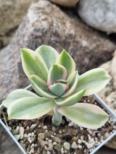 Graptoveria Fred Ives variegata