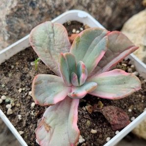Echeveria Berserk variegata