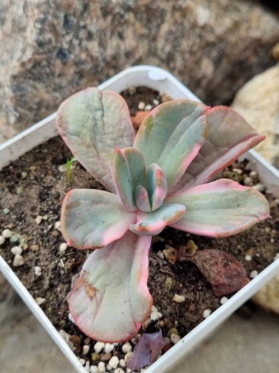 Echeveria Berserk variegata
