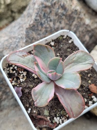 Echeveria Berserk variegata - Зображення 2