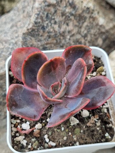Echeveria Goiabinha variegata - Зображення 2