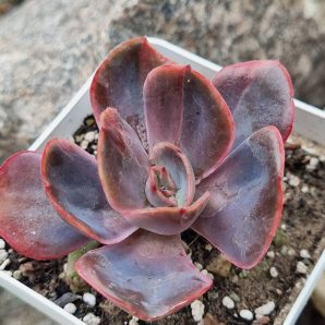Echeveria Goiabinha variegata