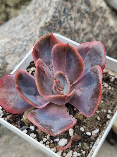 Echeveria Goiabinha variegata