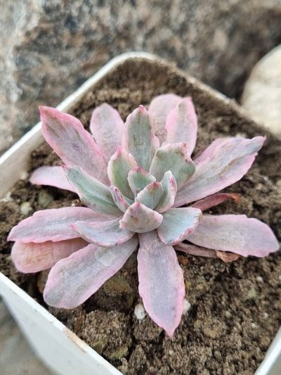 Echeveria Hoveyi variegata