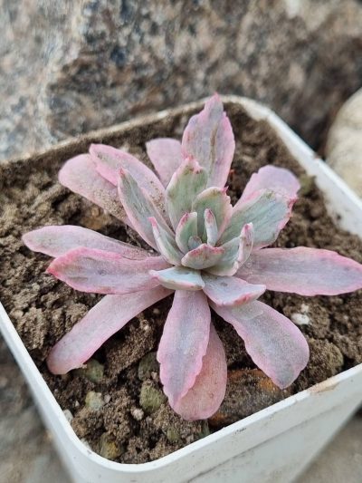 Echeveria Hoveyi variegata - Зображення 2