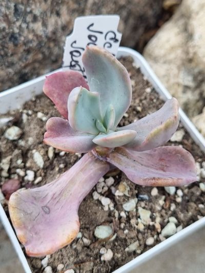 Echeveria Jocelyn's Joy - Зображення 2
