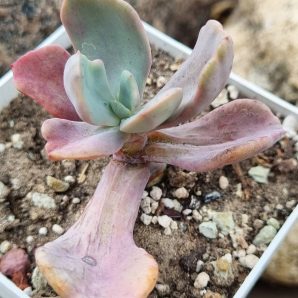 Echeveria Jocelyn's Joy