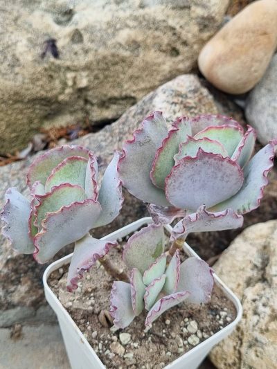 Cotyledon undulata cv Red - Зображення 2