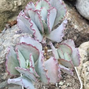 Cotyledon undulata cv Red