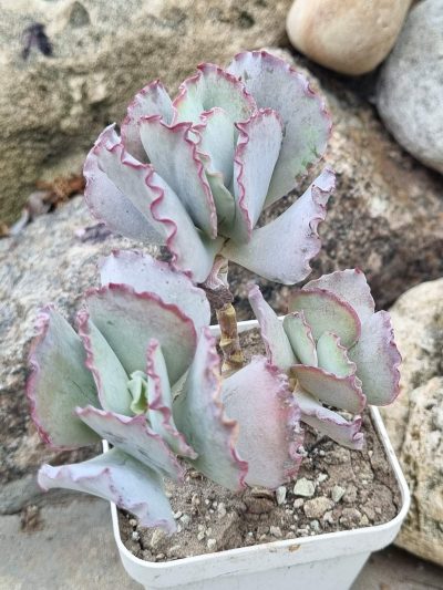 Cotyledon undulata cv Red